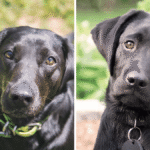 Labrador Häufigste Todesursache