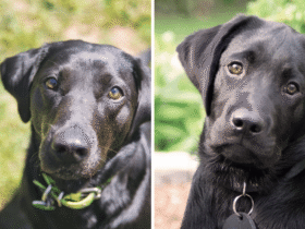 Labrador Häufigste Todesursache