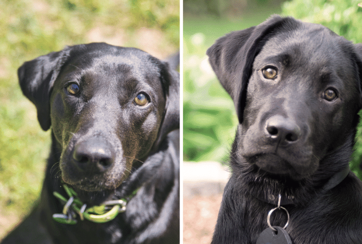 Labrador Häufigste Todesursache
